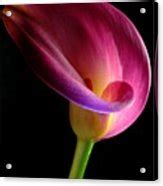 Pink Calla Lily Poster By Dung Ma