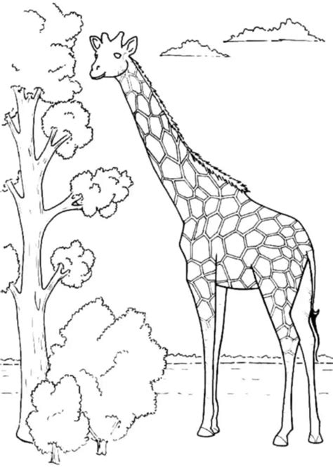 Print And Download Giraffe Coloring Pages For Kids To Have Fun