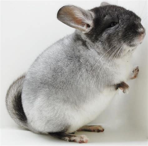 Chinchilla Color Mutations Great Guide Covering The Main