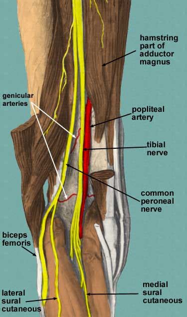 Anatomy Back Of Knee