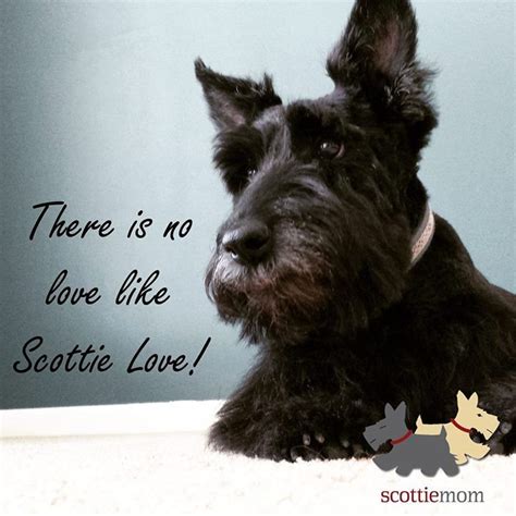 17 Best Images About Scottie Sayings On Pinterest Pets My Heart And