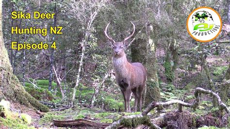 Sika Deer Hunting New Zealand Ep 4 Sika Hunting During The Rut Plus