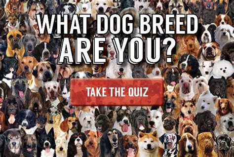 If it isn't, sleep on it. Dog Breed Quiz | What Dog Breed Is Right For Me? | Pioneer ...
