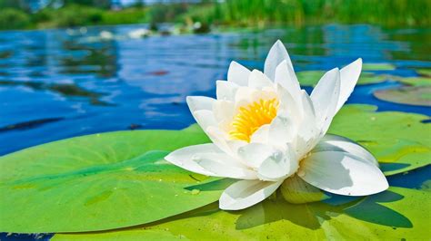 White Water Lily Wallpapers Wallpaper Cave