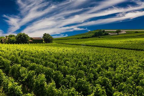 Beautiful Vineyard At Sunset Travel Around France Bordeaux Stock