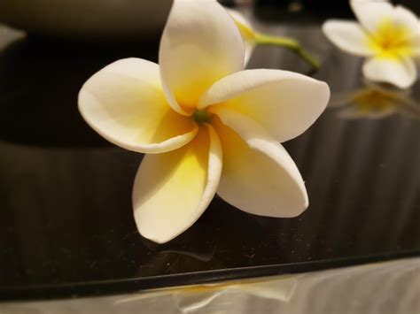 Smell of blood and scorching smell. Flower from tree, Malaga, Spain. Smells amazing during the ...