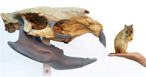 The Largest To Have Existed—giant Rat Fossils Geology In