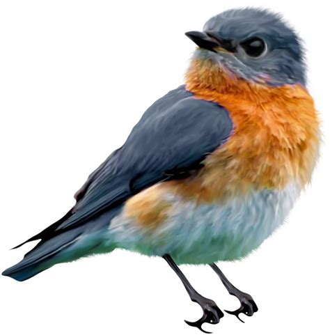 Pencil Drawings Of Bluebirds Clipart Full Size Clipart 5351820