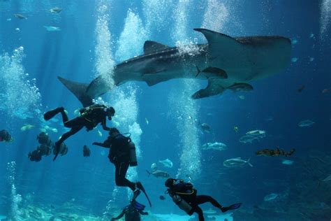 Georgia Aquarium Ocean Voyager And The Whale Sharks
