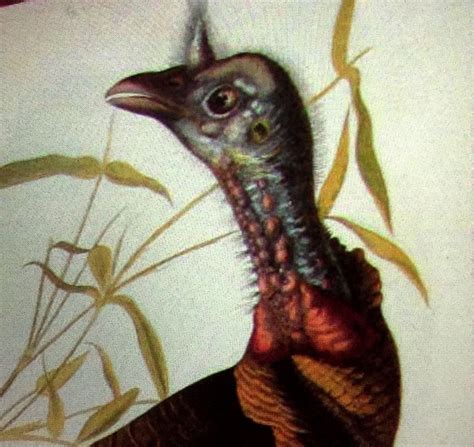 wild turkey from bien facsimile ed of audubon s the birds of america melagris gallopavo linn