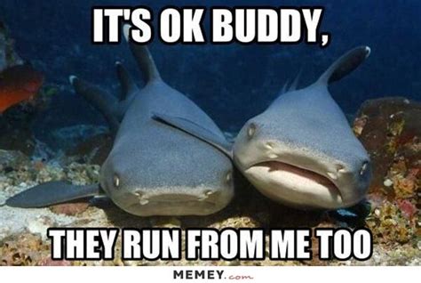 149 Best Shark Week Images On Pinterest Funny Pics