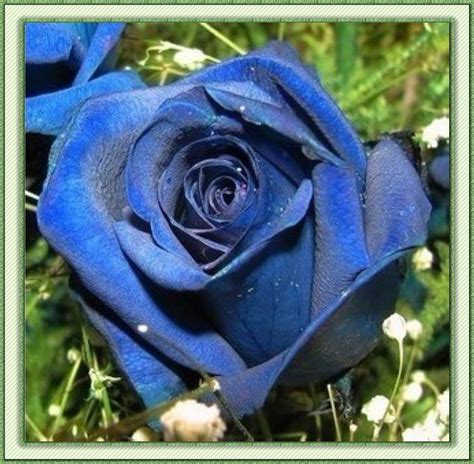 30 Blue Rose Seeds Plants Blue Seeds Home Garden Flower Rose Seeds