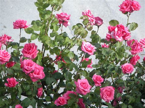 Pink Rose Garden Wallpaper