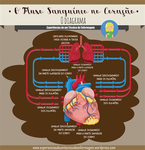 O Fluxo Sanguíneo No Coração O Diagrama Enfermagem Ilustrada