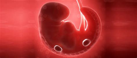¿cÓmo Se Forma Mi BebÉ En Tan SÓlo 9 Meses EmbriÓn And Feto