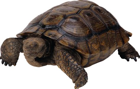 Collection Of Snapping Turtle Png Pluspng