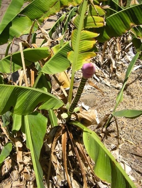 The banana taxonomists of southeast asia recommend the identification of synonyms that exist in the indian subcontinent, sri lanka, bangladesh, myanmar and possibly china. Banana (Hawaiian name: Mai'a . Scientific name: Musa ...