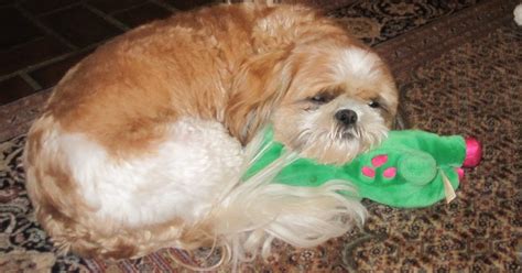 The Life And Times Of Chewy The Shih Tzu Sleep