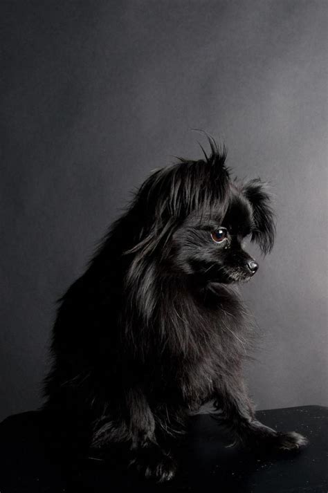 Pomeranian Bold And Inquisitive Pomeranian Chihuahua Mix Black Dog