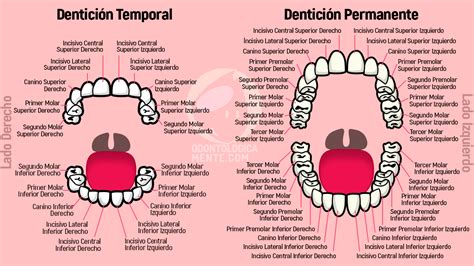 Nomenclatura Dental Explicada Dental Anatomía Dental Escuela De