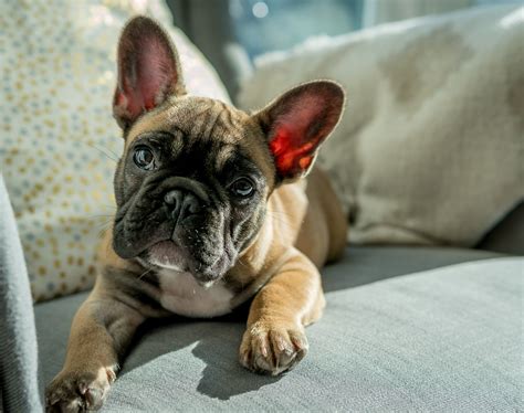 French bulldog mix french bulldog for sale french bulldogs animals and pets baby animals cute animals bulldog puppies dogs and puppies doggies. Adult tan French bulldog HD wallpaper | Wallpaper Flare