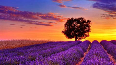 Download Lavender Flower Field Sunset High Resolution Wallpaper For