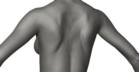 Female Back Anatomy Diagram Diagram Of Female Lower Back Muscles