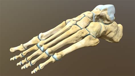 Bones Of The Foot
