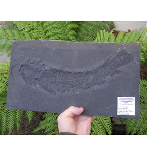 Fossils Large Early Devonian Fossil Fish From Ornkey Scotland