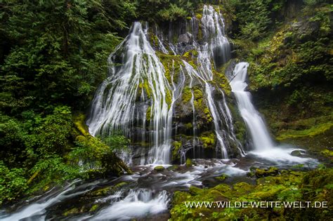 Panther Creek Falls Ford Pinchot National Forest Wilde Weite