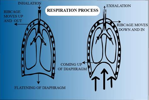 Explain The Mechanism For Breathing With The Help Of A Labeled Diagram