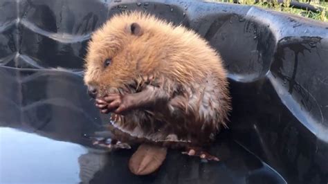 Hey Heres A Video Of A Baby Beaver Playing In A Pool For The Win