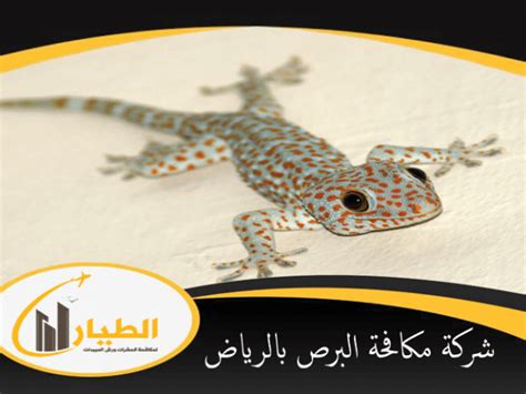 Maybe you would like to learn more about one of these? شركة مكافحة الصراصير بتبوك - 0508526035 اتصل الان | شركة الطيار