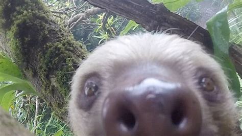 Tourists Capture Video Of Sloth Taking What Looks Like A Selfie Fox News