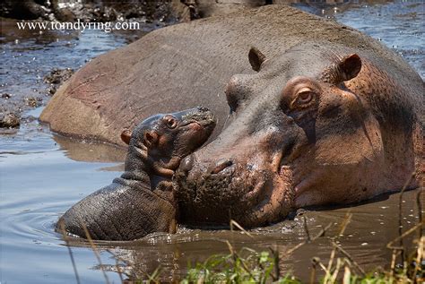 Hippos know how to stay cool. TOM DYRING WILDPHOTO / NN: HIPPOS OF KATAVI / FLODHEST