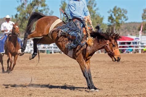 Bucking Bronco Horse At Country Rodeo Stock Image Image Of Dusty