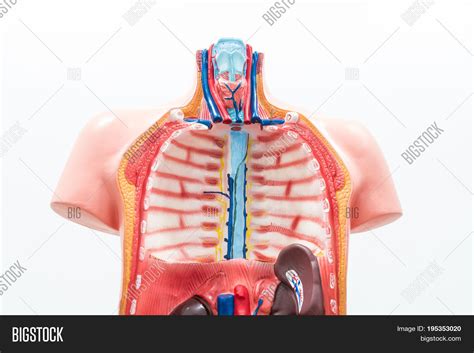 Close Internal Organs Image Photo Free Trial Bigstock