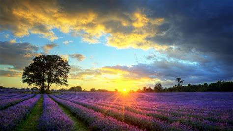🥇 Lavender Field Sunset Wallpaper 134950