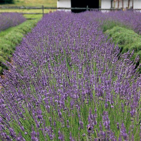 List Of Different Types Of Lavender Plant With Pictures