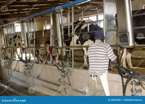 Operational Milking Parlour Editorial Photography Image Of Milk