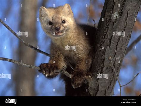 Sable Martes Zibellina Zibellina Ussuriland Southern Far East Of