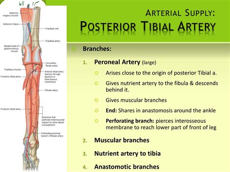 Posterior Tibial Artery