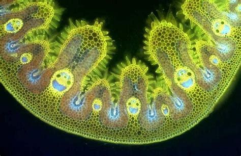 11 Imágenes Microscópicas Que Te Demostrarán La Belleza Implícita En La