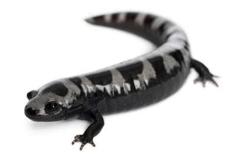 Marbled Salamander For Sale Salamander Amphibians Reptiles