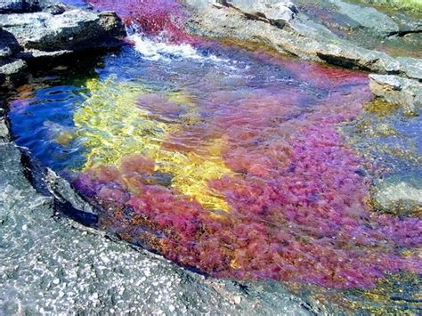 Cano Cristales La Macarena All You Need To Know Before You Go