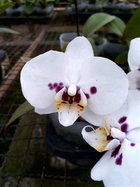 Anggrek bulan wikipedia bahasa indonesia ensiklopedia bebas. 34+ Hits Gambar Pemandangan Bunga Anggrek | Guyonreceh