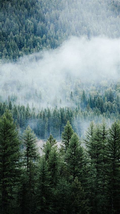 Download Wallpaper 540x960 Forest Trees Fog Tops Spruce Pine