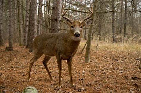 Canadian Geographic Photo Club 10 Point Buck