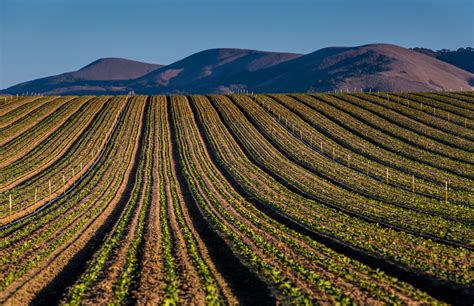 Why Industrial Farms Are Good for the Environment - The New York Times