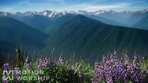 Landscape Purple Mountain Meadow With Flowers Pine Trees